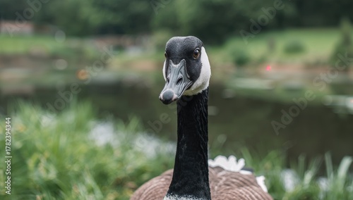 Close-up view of a black an...