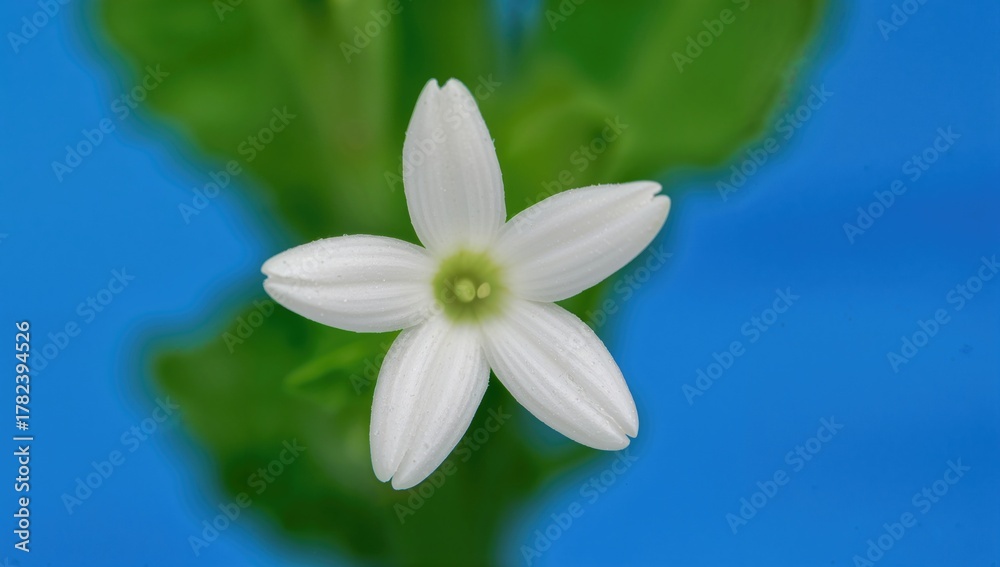 Fototapeta premium Radish plant flowers against a blue backdrop, showcasing a fiber-dense choice