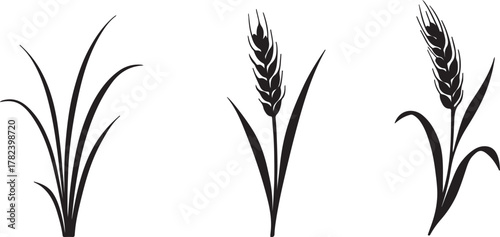 different types of grass and wheat plants silhouette vector illustration
