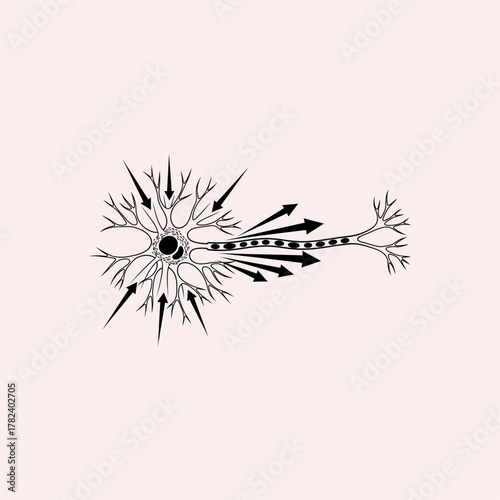 Organ Systems in the Human Body: Types, Parts, and Functions