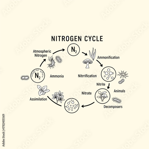 Organ Systems in the Human Body: Types, Parts, and Functions