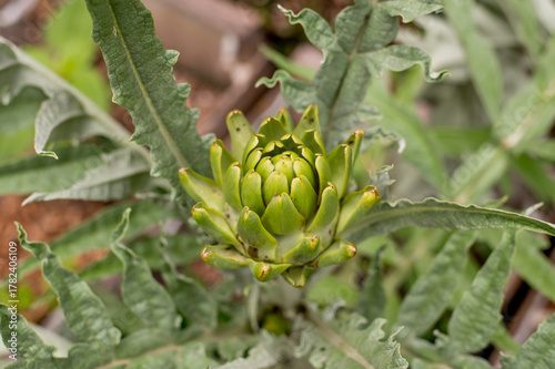 Close-up of a green artichoke plant (Cynara scolymus)