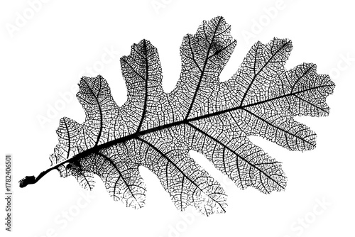 Silent Whispers Nature: Black White Artistic Oak Leaf | Clean, isolated vector art for creative projects.