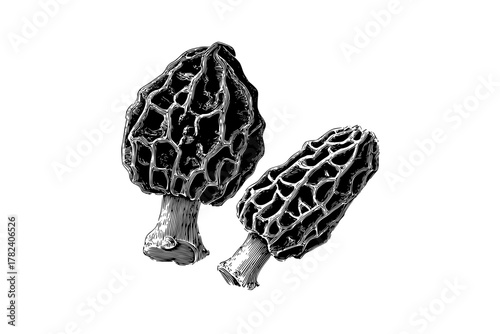 Nature's Secret: Symbiotic Pair | Clean, isolated vector art for creative projects.