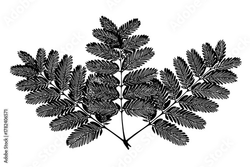 Black White Botanical Beauty: Artful Silhouette Mimosa Leaves | Clean, isolated vector art for creative projects.