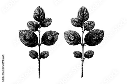 Whispers Wilderness: Black White Botanical Artwork | Clean, isolated vector art for creative projects.