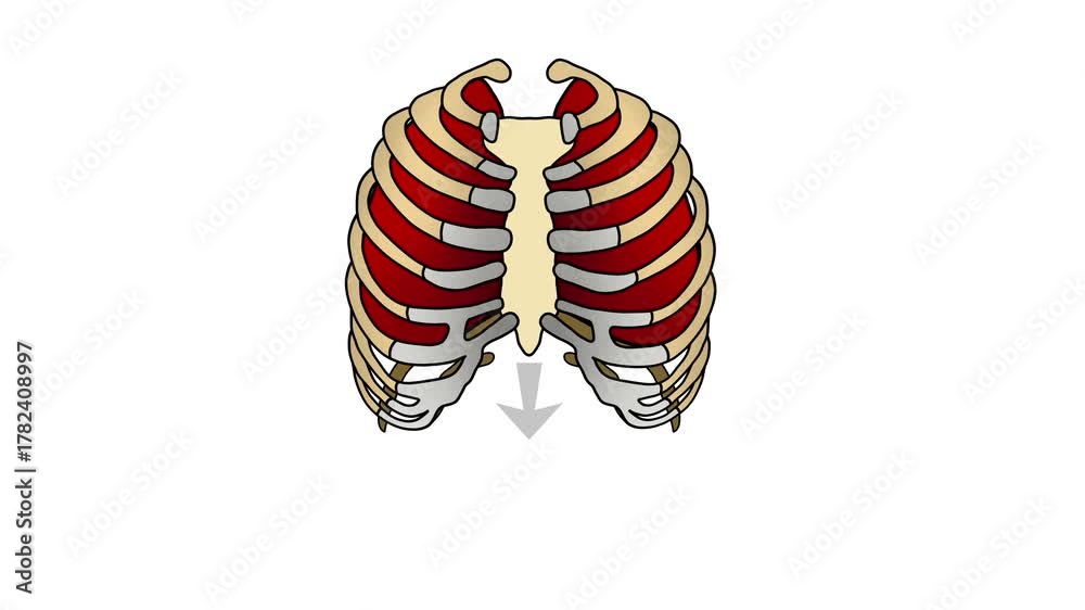 Anatomical illustration showing human rib cage movement during ...