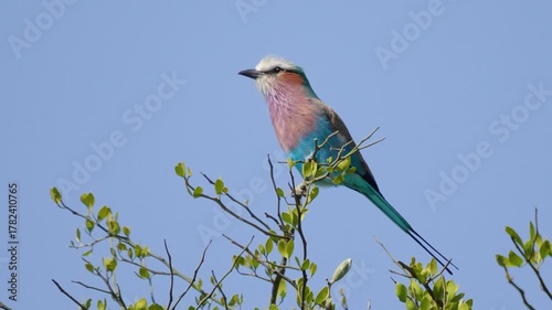 A close up shot of a beautiful lilacbreasted roller bird with vibrant blue and pink plumage perched on a small branch against a clear blue sky in Maasai Mara National Reserve Kenya.