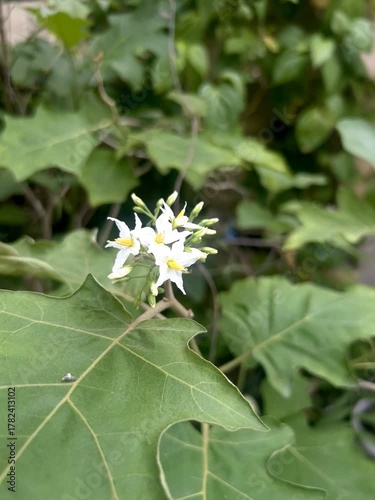Blooming Dutch leunca flower in a garden, focus on foreground with natural soft light