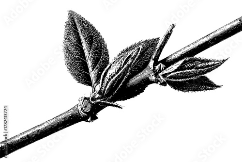 Ephemeral Embrace: Silent Symphony Rhus Glabra Twig | Clean, isolated vector art for creative projects.