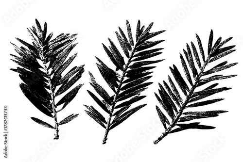 Elegant Evergreen Arrangement: artistic representation three redwood needles | Clean, isolated vector art for creative projects.