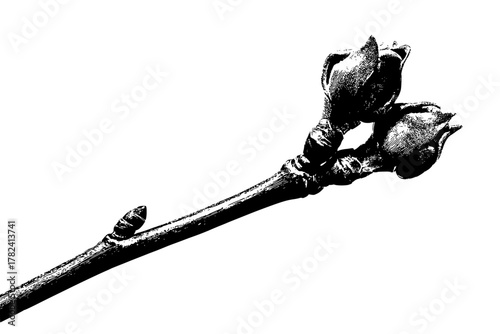 Whispers Spring: Budding Osier Dogwood | Clean, isolated vector art for creative projects.