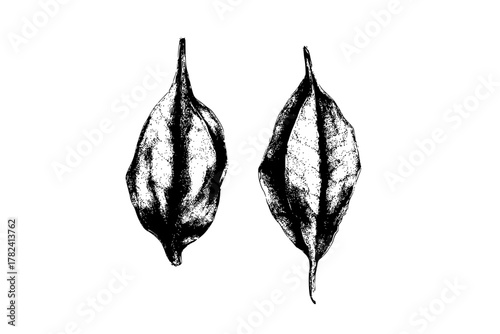 Whispers Winter's Embrace: Study Contrast | Clean, isolated vector art for creative projects.