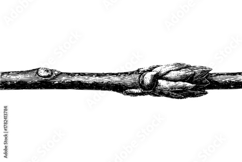 Vivid Twigs Red Osier Dogwood | Clean, isolated vector art for creative projects.