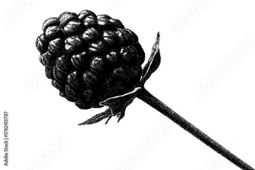 Bleak Solitude: Single Raspberry Flower | Clean, isolated vector art for creative projects.
