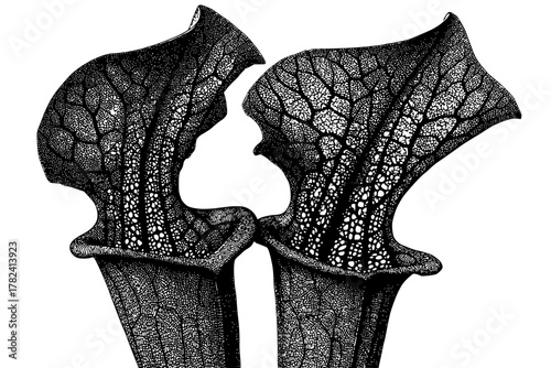 Ethereal Whispers: Pitcher Plant Leaf Symphony Black White | Clean, isolated vector art for creative projects.