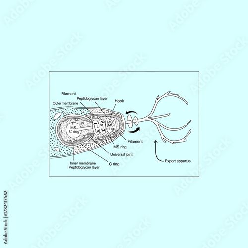 Organ Systems in the Human Body: Types, Parts, and Functions
