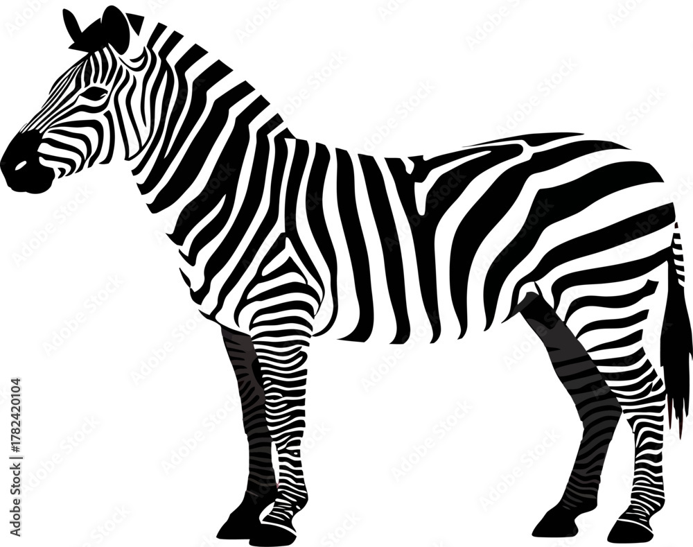 Obraz premium Striking zebra standing isolated in black and white stripes, creating a bold and graphic animal illustration ideal for educational content or safari-themed design projects.
