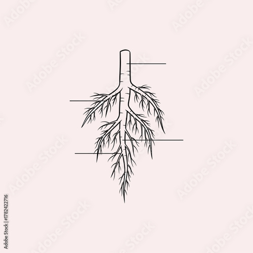 Organ Systems in the Human Body: Types, Parts, and Functions