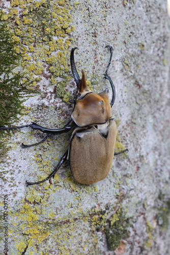 Fotografía The elephant beetle (Megasoma elephas) is a member of the family Scarabaeidae and the subfamily Dynastinae