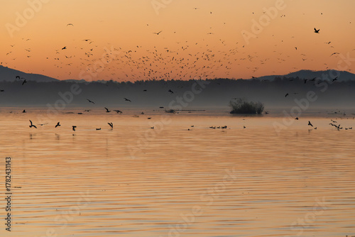Fototapeta Naklejka Na Ścianę i Meble -  Jesienny świt nad Jeziorem Goczałkowickim, latające ptaki.