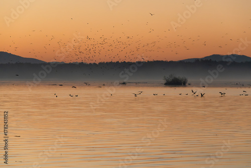Fototapeta Naklejka Na Ścianę i Meble -  Jesienny świt nad Jeziorem Goczałkowickim, latające ptaki.