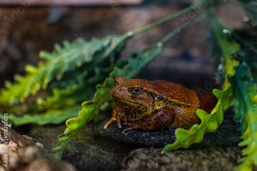 Madagascar wine frog Dyscophus guineti. Soft focus. Brown and green amphibian frog in its natural habitat, in a terrarium. Concept for pet shops, exotaria, zoos, and zoology