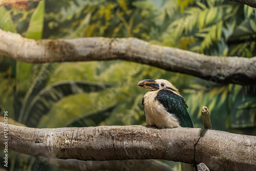 The Luzon rhinoceros bird is basking in the sun and looking at the camera. Zooexotarium concept, nature, zoo, pet store, safari, travel agency, terrarium.