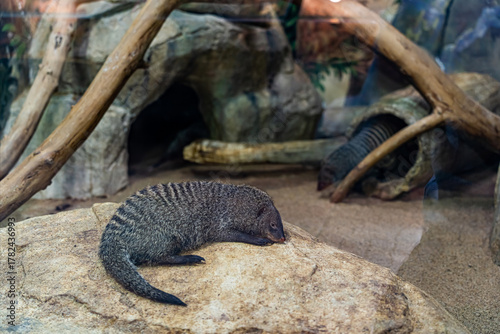 Striped mongoose, mungo, zebra mongoose in its natural habitat resting in the sun. Concept for pet shops, exotaria, zoos, zoology
