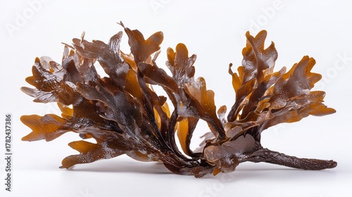 Macro photo of brown seaweed fucus isolated on white, natural marine plant texture