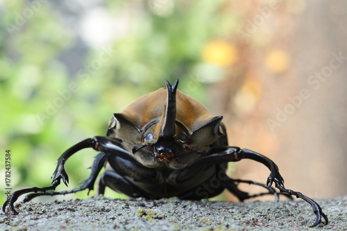 The elephant beetle (Megasoma elephas) is a member of the family Scarabaeidae and the subfamily Dynastinae. Elephant beetles are Neotropical rhinoceros beetles.