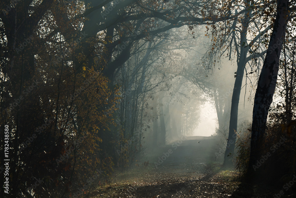 Naklejka premium Jesienna droga we mgle. 
