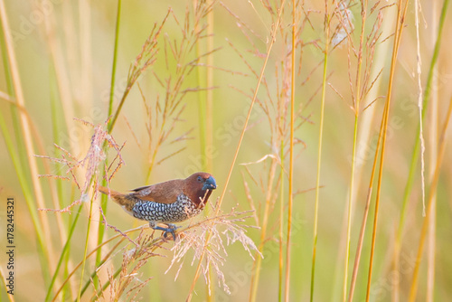 Scaly breasted munia