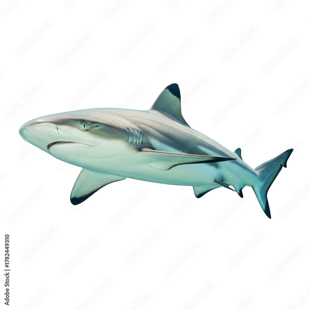 Fototapeta premium A blacktip reef shark swimming in clear blue water, isolated on transparent background