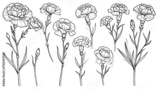 Elegant Carnation Flower Line Art Collection.