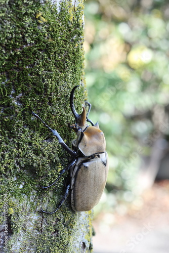 The elephant beetle (Megasoma elephas) is a member of the family Scarabaeidae and the subfamily Dynastinae. Elephant beetles are Neotropical rhinoceros beetles.