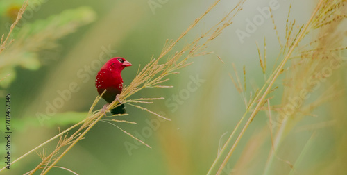 RED MUNIA