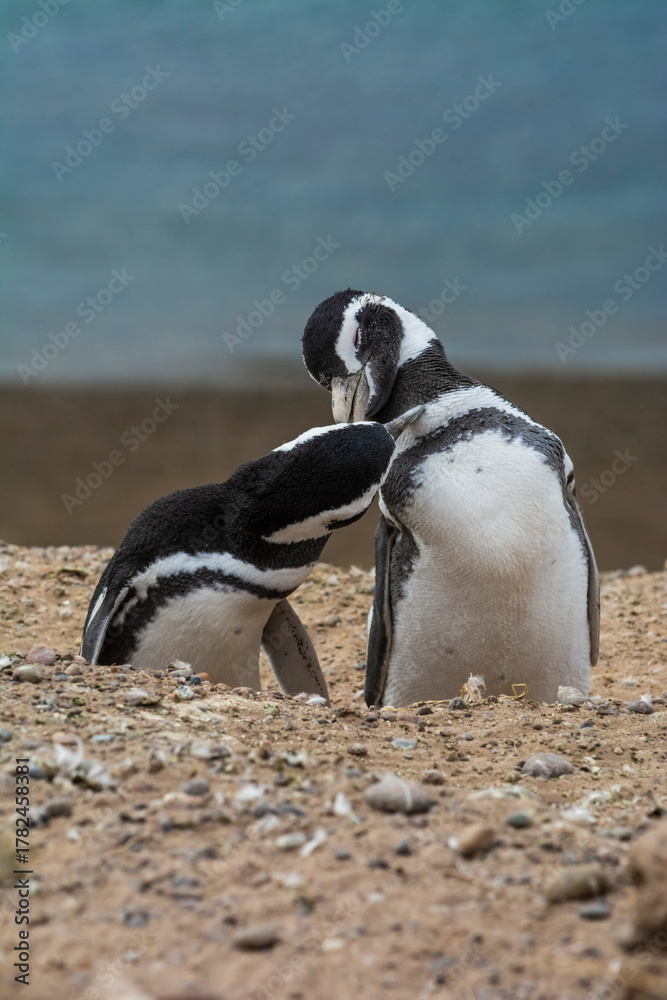 Fototapeta premium Magellanic penguin, Caleta Valdes, peninsula Valdes, Chubut Province, Patagonia Argentina