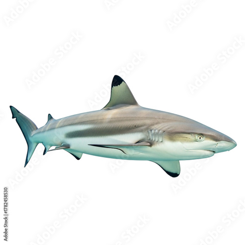 A grey reef shark swimming in clear water, isolated on transparent background