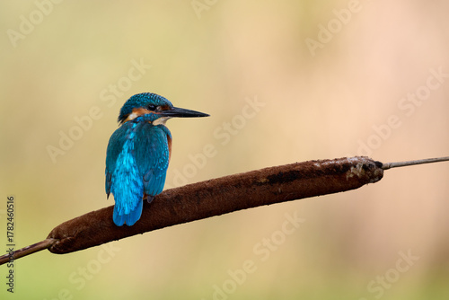 Fotografie Common kingfisher perched on a reed mace