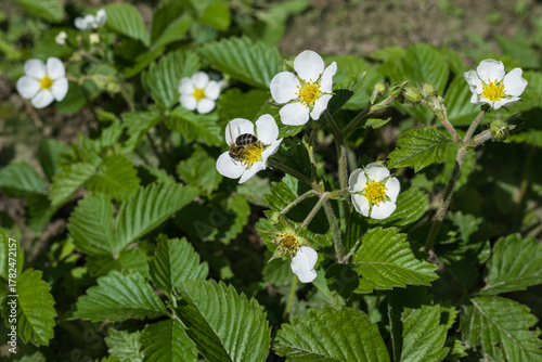 Young strawberry plants with white flowers. A bee pollinates a flower.