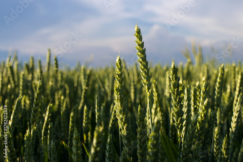 Young ears of young green wheat in the field in the evening.