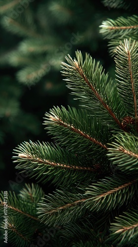 Morning rain leaves droplets on pine branches, showcasing nature's beauty. The scene is calm and peaceful, inviting reflection