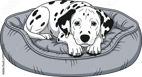 Dalmatian Dog Lying on Bed Vector Illustration for Animal Pet Shop Veterinarian or Childrens Books and Graphic Design Projects with Breed