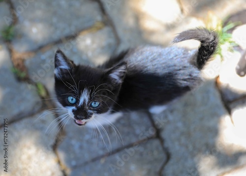 black and white kitten