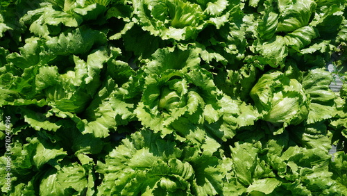 Canvastavla This photograph showcases multiple heads of crisp lettuce, variety Lactuca sativa var