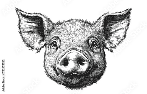 Wallpaper Mural Pig, hog, boar. Vintage retro print, black white pig sketch ink pencil style drawing, linear drawing, engrave old school. Sketch artwork silhouette pig, hog, boar. Side view profile. Illustration Torontodigital.ca