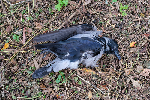 Quadro su tela Dead hooded crow lying on the ground among dry leaves and grass, showing natural decomposition in nature