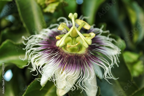 close up of a white flower