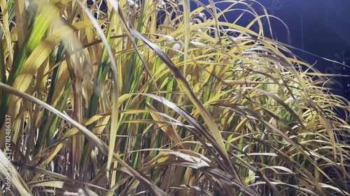 Yellow dry grass illuminated by evening light, autumn plants with golden tones moving softly in wind